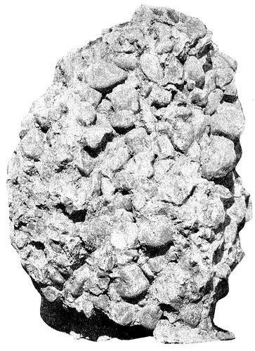 FIG. 2. Piece of Potsdam  conglomerate. The larger pebbles are about three inches in diameter.