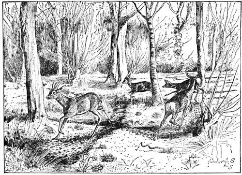 FIGURE-OF-EIGHT RING IN CAWDOR FOREST. BY J. G. MILLAIS.  FROM HIS 'BRITISH DEER AND THEIR HORNS.'  BY LEAVE OF MESSRS. SOTHERAN.