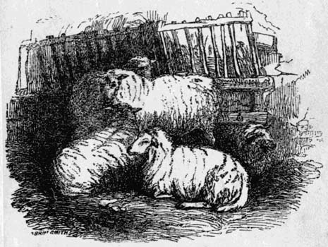 Several sheep in a pen