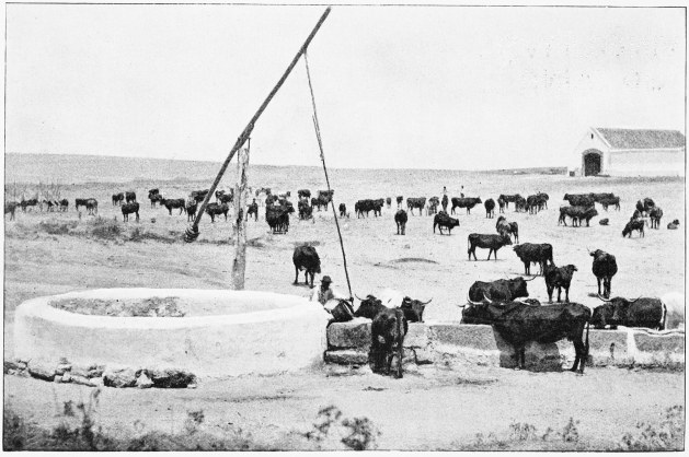 Plate VII.  WATERING THE CATTLE—SUMMER TIME.  Page 35.