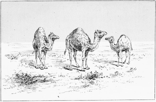 Plate XVII.  WILD CAMELS—THROUGH THE BINOCULARS  Page 98.