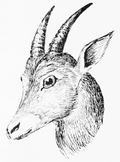 IBEX (FEMALE)—BERMEJA.