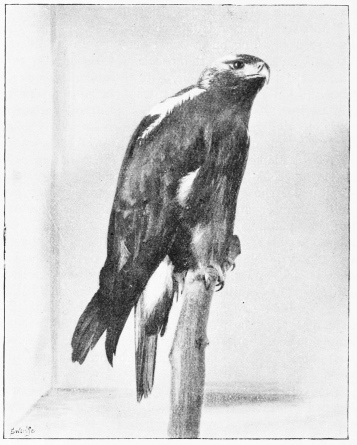 SPANISH IMPERIAL EAGLE. (Adult Male, shot May 6th, 1883.)