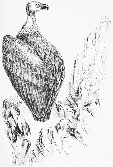 GRIFFON VULTURE. (A sketch in the Sierra.)