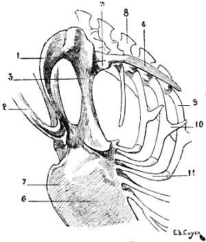 Fig. 18