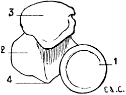 Fig. 25