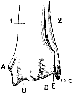 Fig. 29