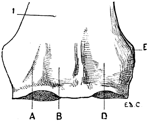 Fig. 30