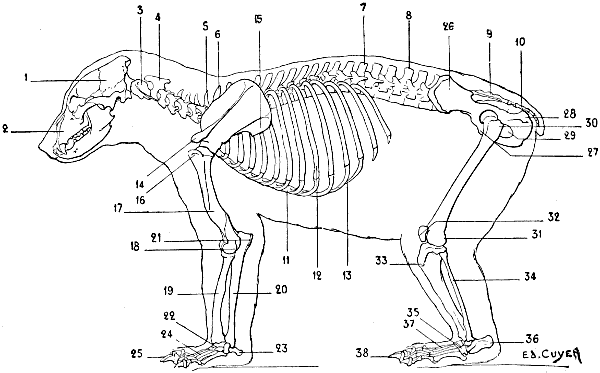 Fig. 33