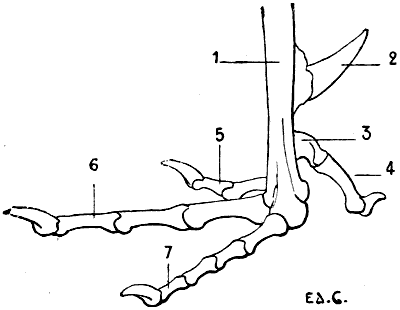 Fig. 48