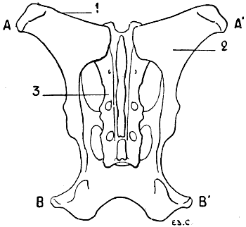 Fig. 51