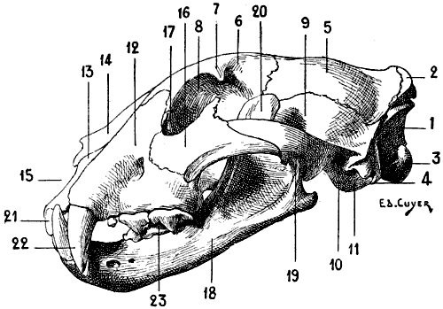 Fig. 58