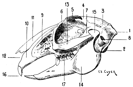 Fig. 64