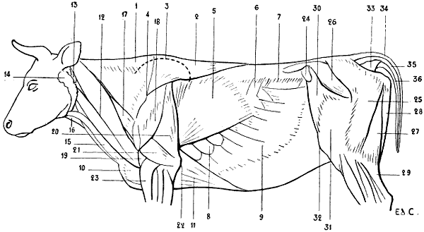 Fig. 69