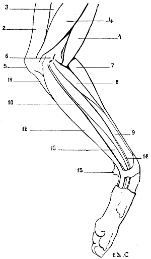 Fig. 76