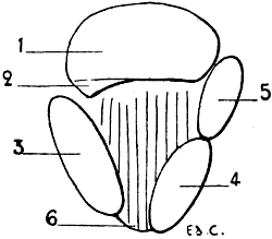 Fig. 82