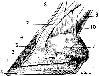 Fig. 95