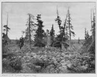 Photo: J. B. Tyrrell, August 2, 1893. GROVE OF SPRUCE BESIDE DUBAWNT RIVER, WITHIN THE BARREN LANDS