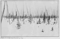 Photo: J. B. Tyrrell, December 5, 1894. WOODS OF SPRUCE AND LARCH, SOUTH-WEST OF CHURCHILL