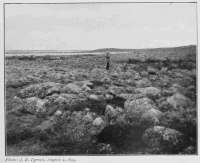 Photo: J. B. Tyrrell, August 2, 1893. STONY SURFACE OF BARREN LANDS BESIDE DUBAWNT RIVER