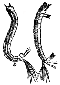 FIG. 3. CHIRONOMUS LARVA: BACK VIEW WITH FEET DRAWN IN AND JAWS CLOSED; SIDE VIEW WITH FEET EXTENDED AND JAWS CLOSED.