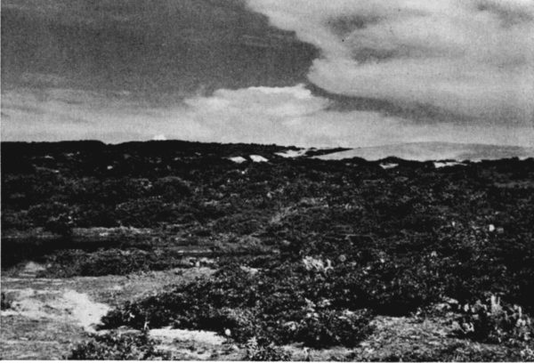 Fig. 2. Low scrub forest near Alvarado, Veracruz. Photograph by L. C. Stuart.