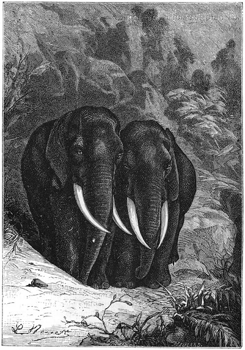 De twee olifanten hadden zich terzijde van den weg geschaard. Blz. 88.