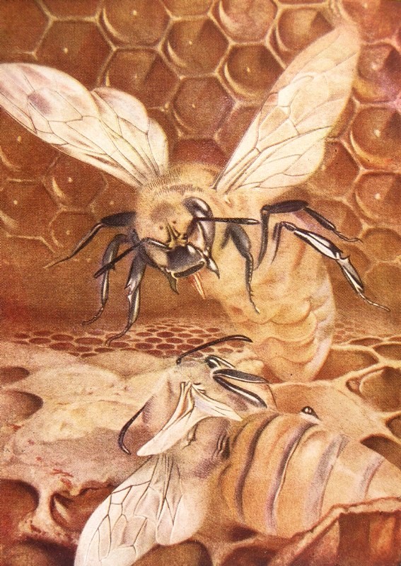 "And the bees, forming a circle around the two, will eagerly watch the strange duel."