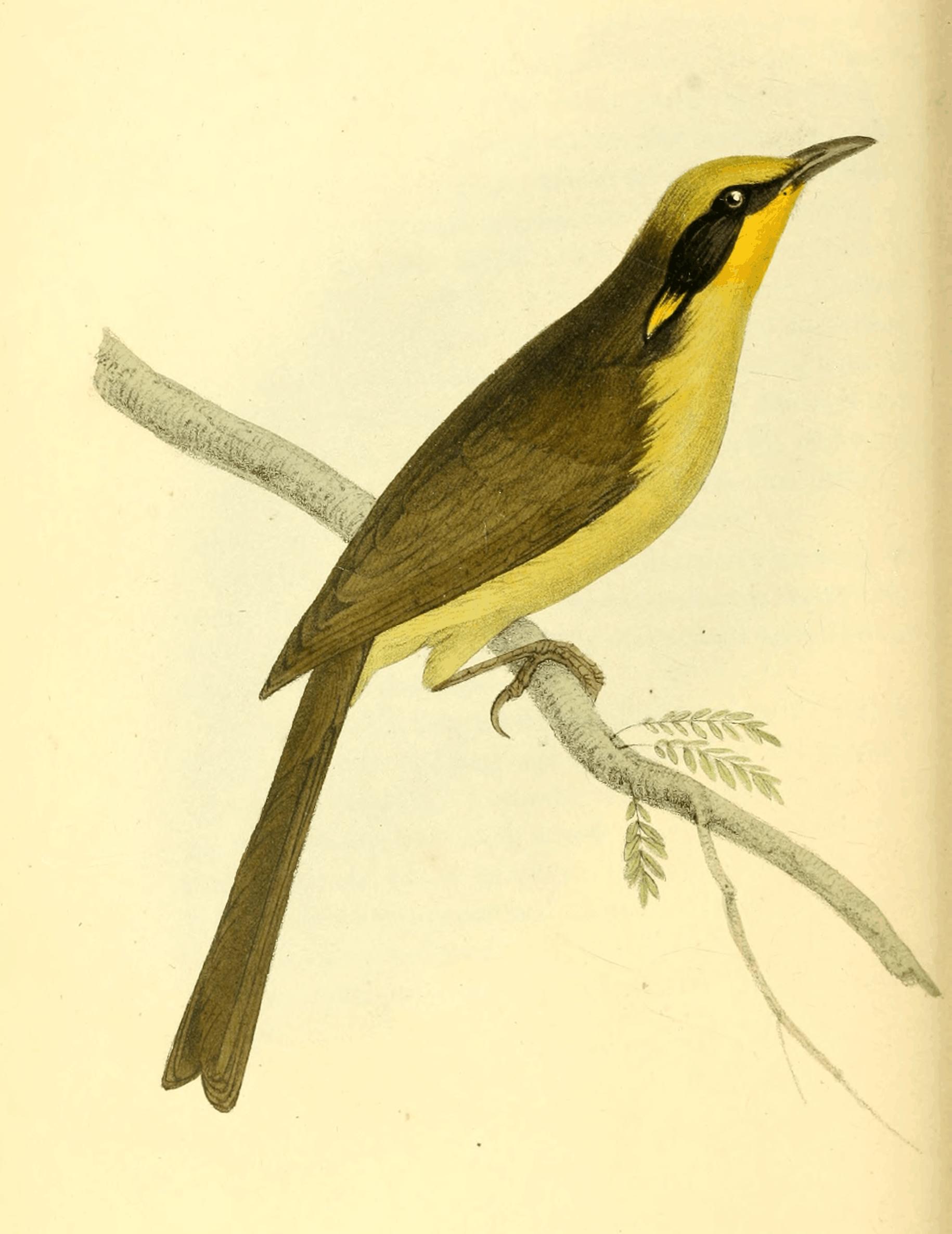 Zoological Illustrations Vol. I.