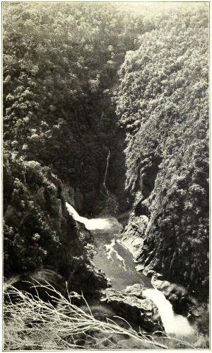 BARRON GORGE, BELOW THE FALLS, CAIRNS RAILWAY