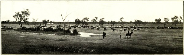 ON THE ROAD TO MARKET, CENTRAL QUEENSLAND