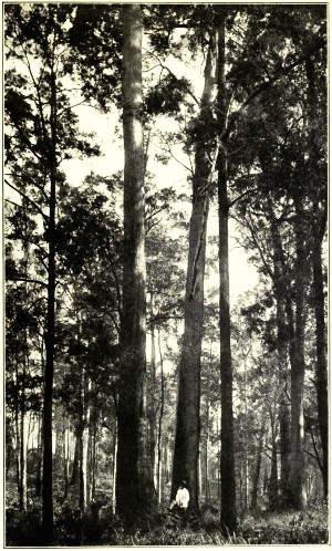 FOREST SCENE NEAR WOOMBYE, NORTH COAST RAILWAY