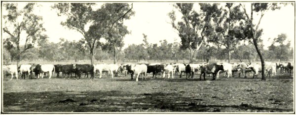 FAT CATTLE, BURRANDILLA, CHARLEVILLE