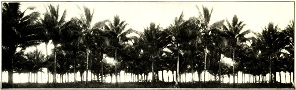 COCOA-NUT PALMS, JOHNSTONE RIVER, NORTH QUEENSLAND