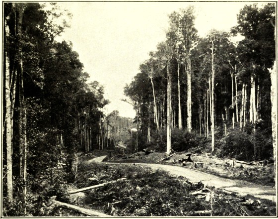 IN THE SCRUB COUNTRY, KIN KIN, NORTH COAST RAILWAY