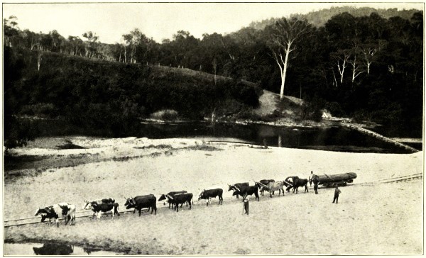 HAULING TIMBER, BARRON RIVER, NORTH QUEENSLAND