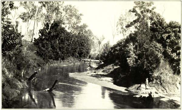 SCENE ON LOGAN RIVER, SOUTH QUEENSLAND