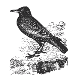 THE STARLING.