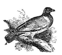 THE RING DOVE, OR CUSHAT.