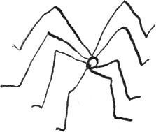 daddy-long-legs spider