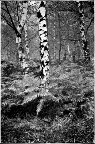 Birch and Bracken