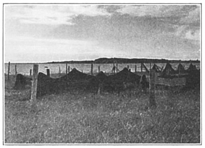 FISH NETS SPREAD OUT TO DRY