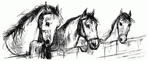 Three horses