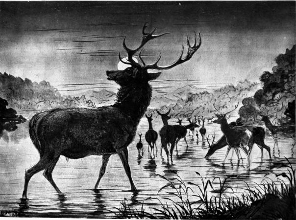 Stag by Moonlight