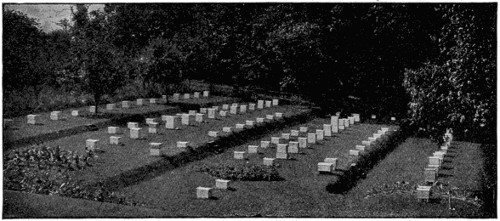 Bee hives arranged in garden