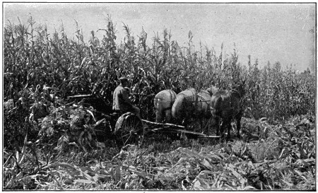 Corn binder harvesting tall crop