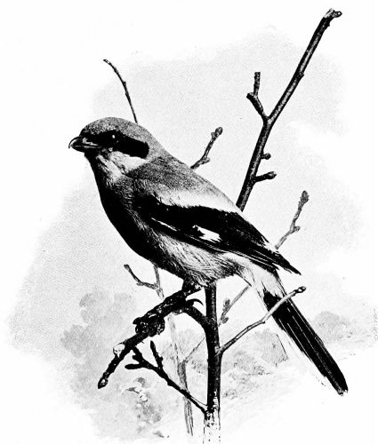 shrike in bare branches