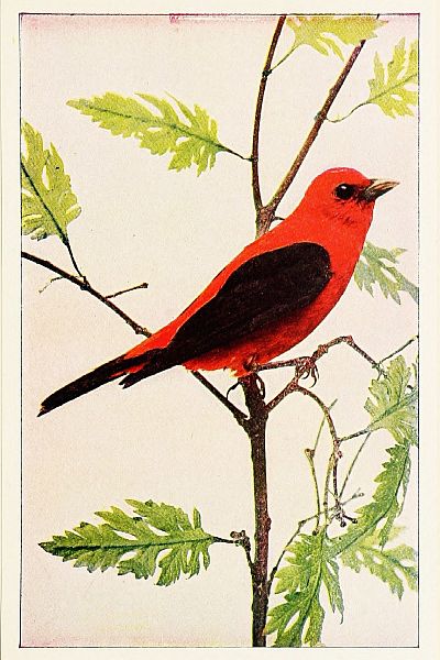 scarlet tanager