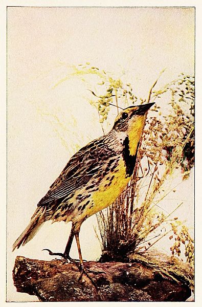 meadowlark on branch