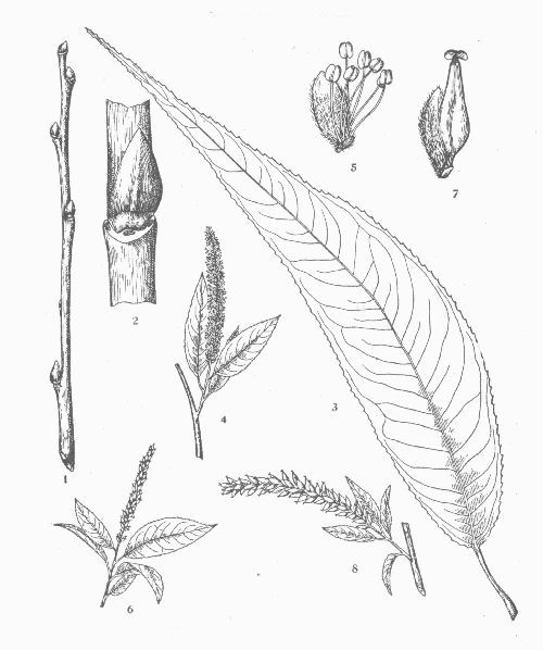 Almondleaf Willow